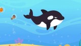 Wheel of Music: Humpback Whales and Orca
